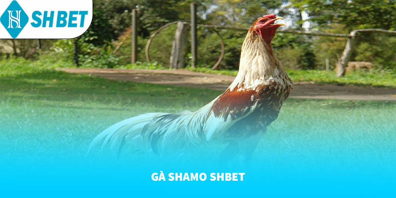 Gà Shamo SHBET